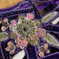 “Sheh-nai” Purple Velvet Pret with gold and Silver - Wedding Outfit